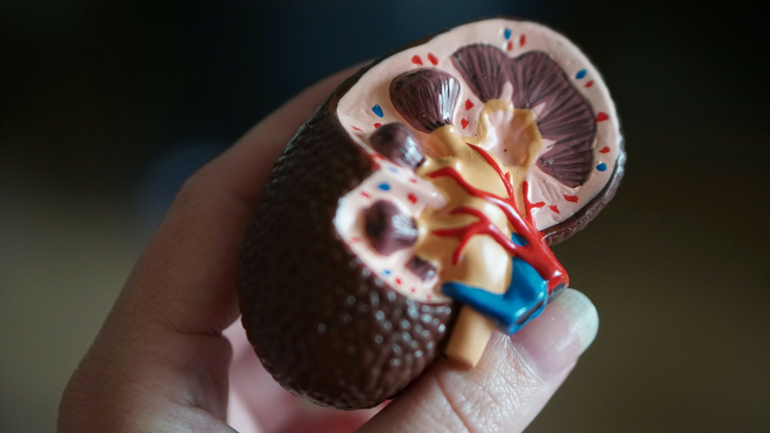 Various factors can cause nephron damage in kidneys including your diet and certain medications.