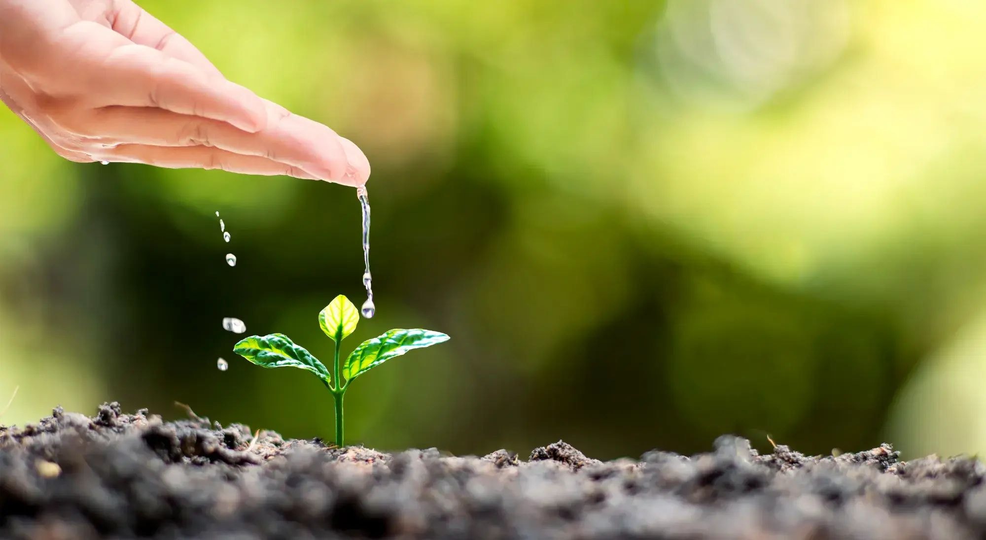 Fulvic and humic acids are essential for growth of plants and indirectly our bodies too.