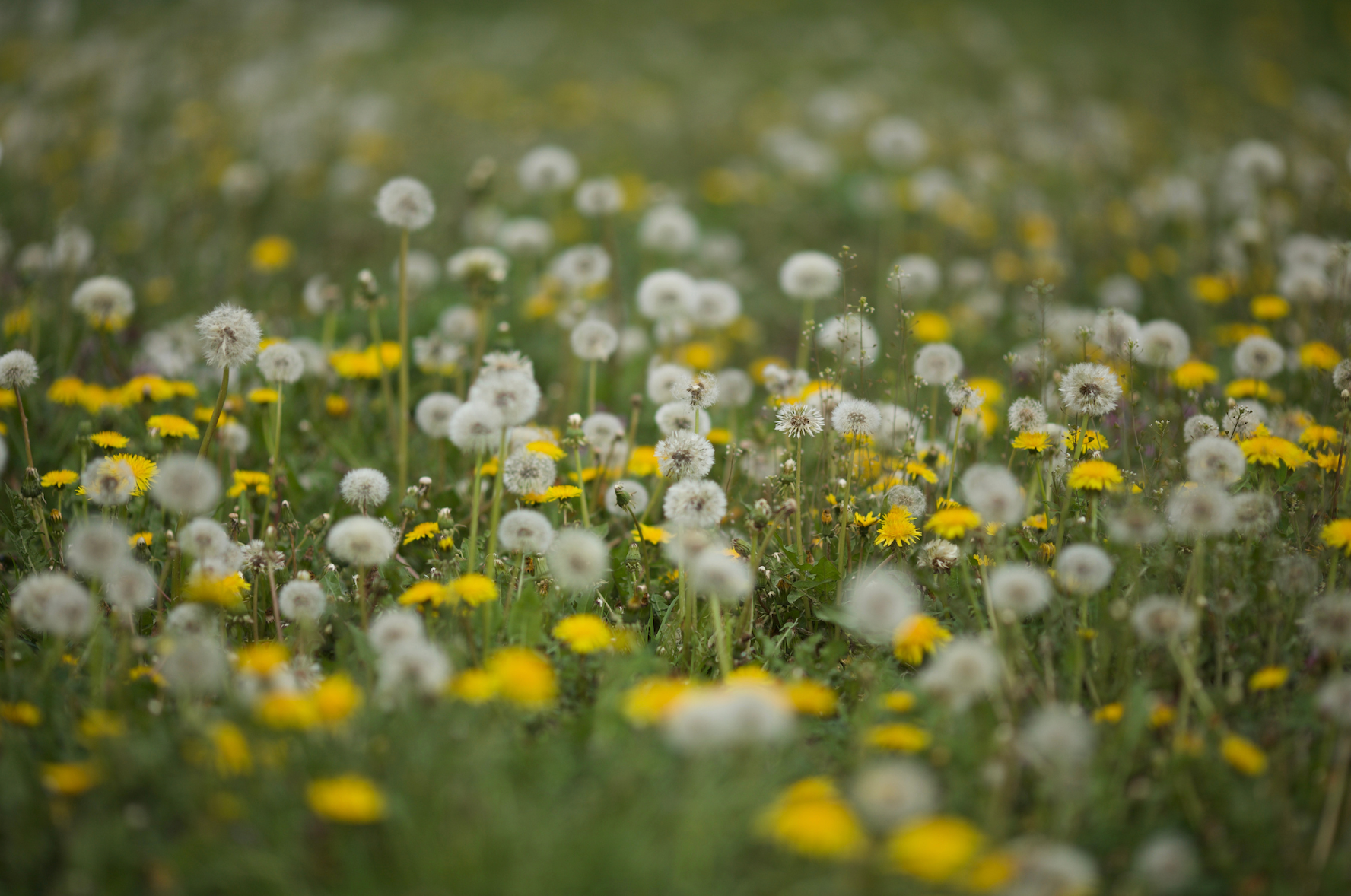 Dandelions are powerful detoxifying herbs and can help your gallbladder and liver. 