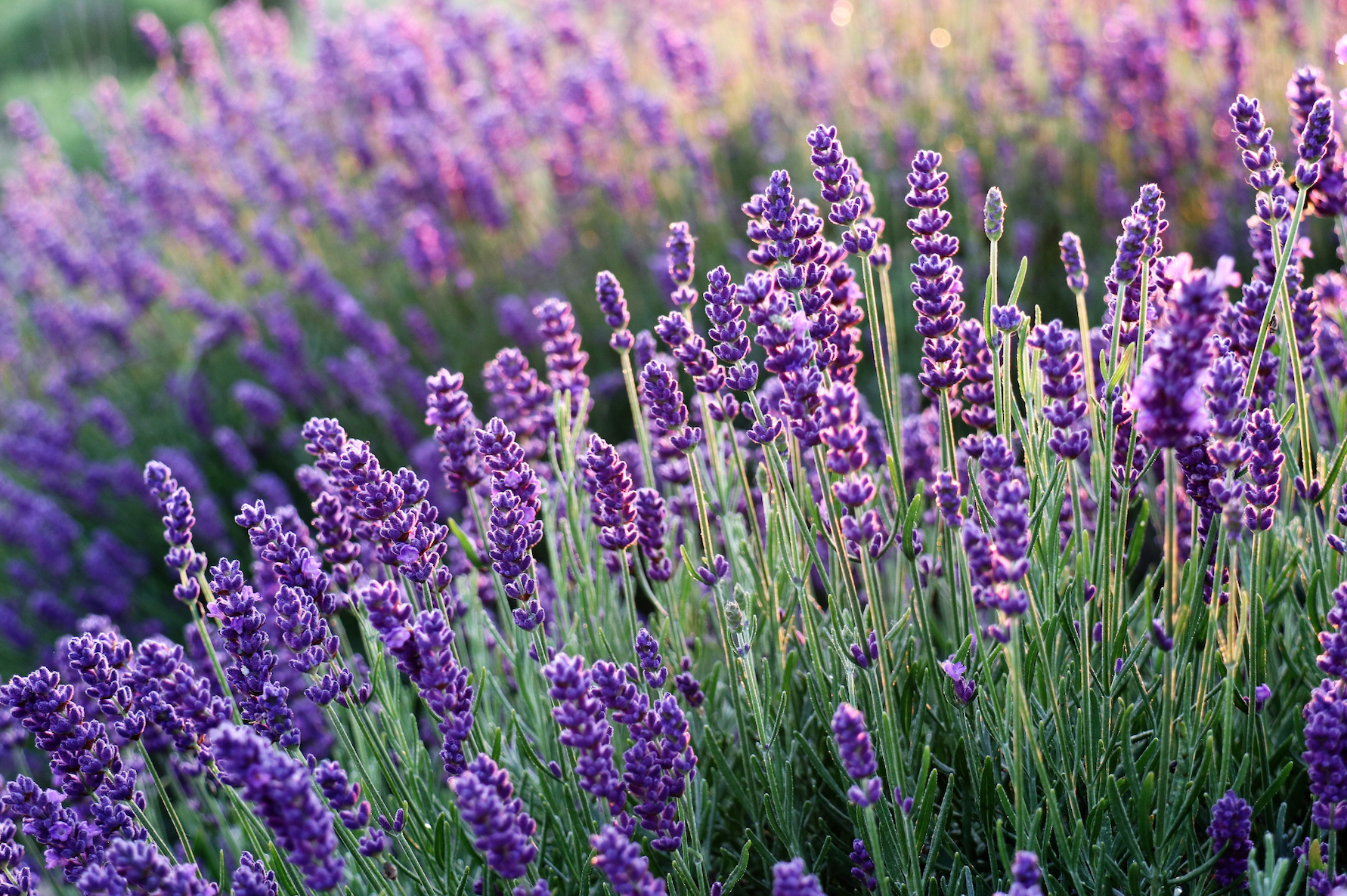 Lavender reduces tention and anxiety. 