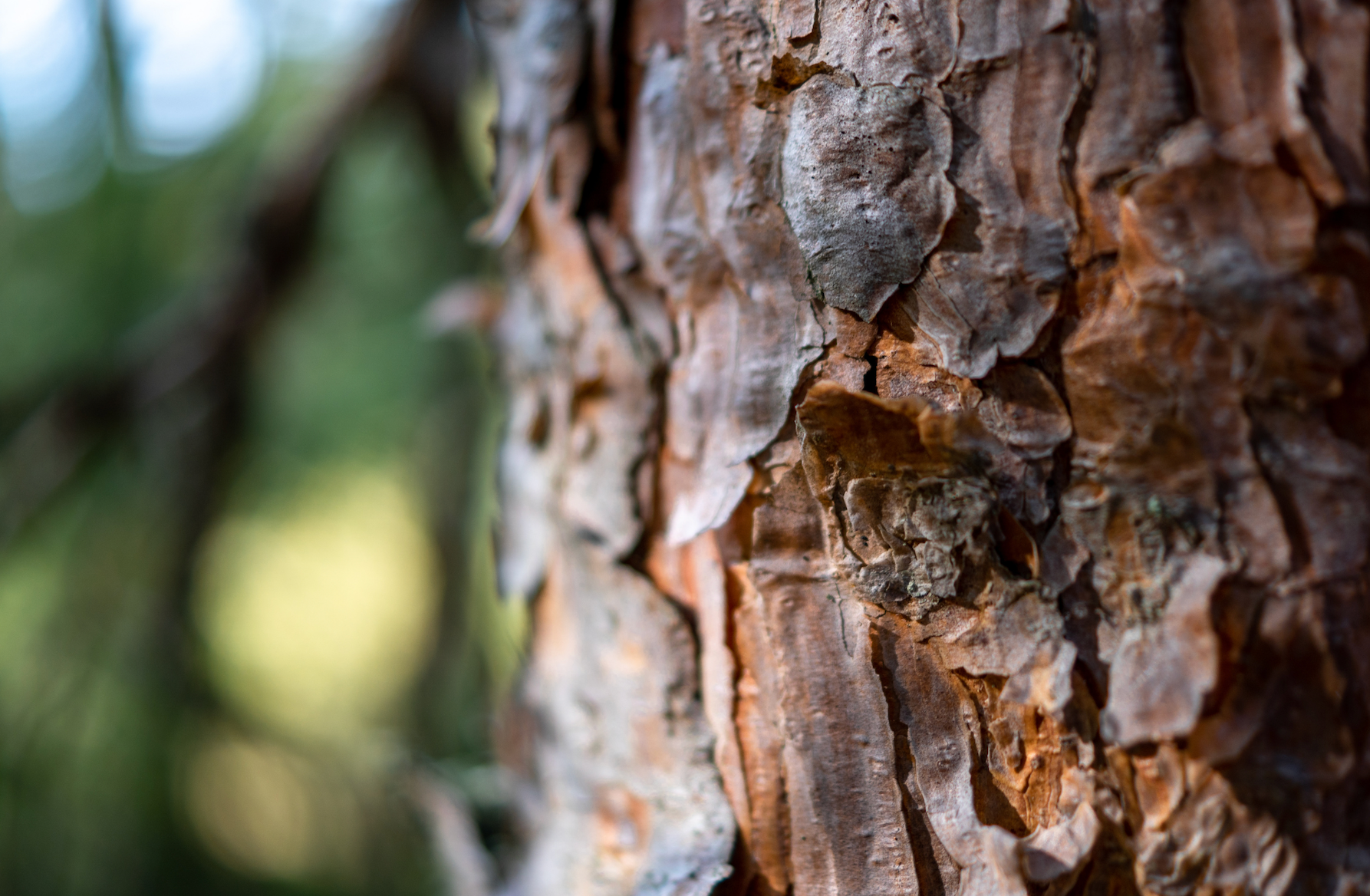 Pine bark is rich in antioxidants and supports your heart health.