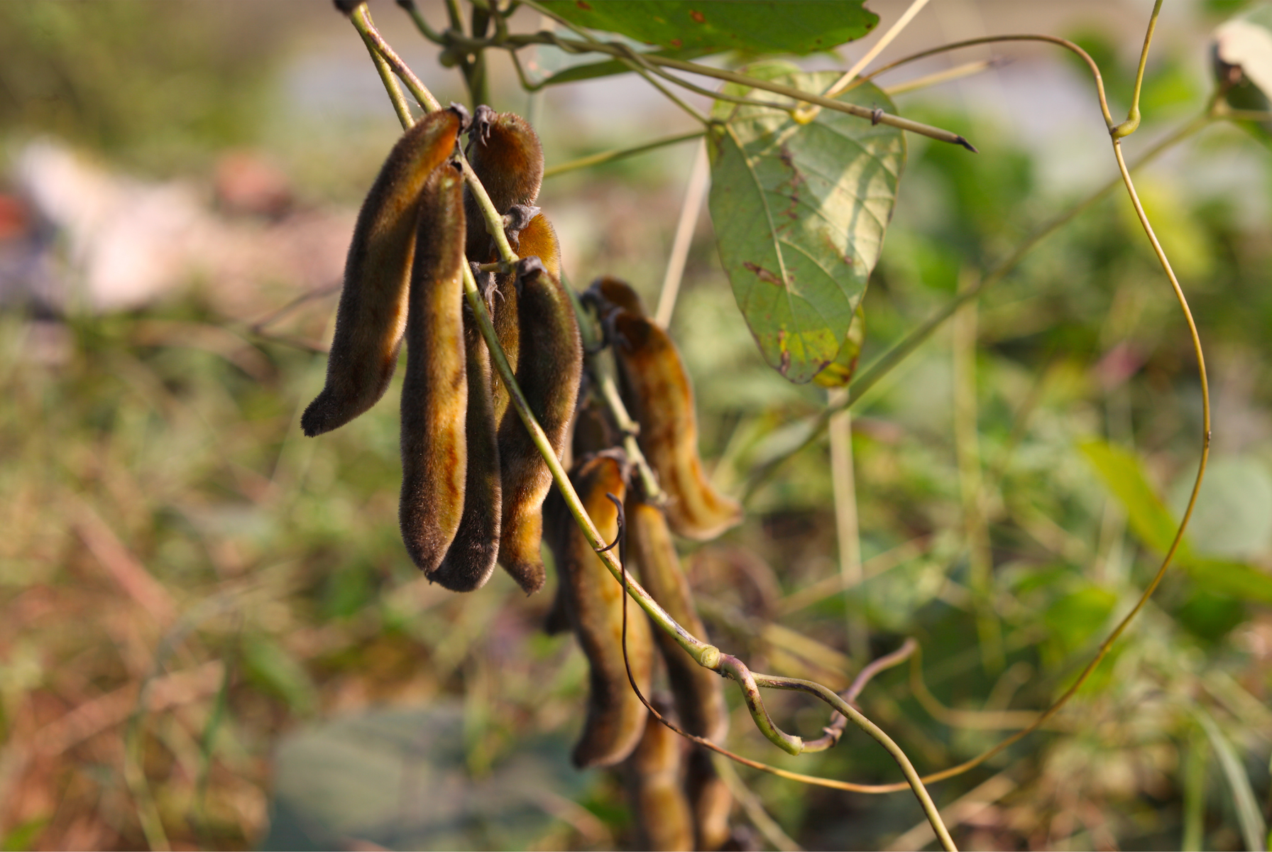 This climbing shrub has the ability to improve general well-being and enhance a person's mood.