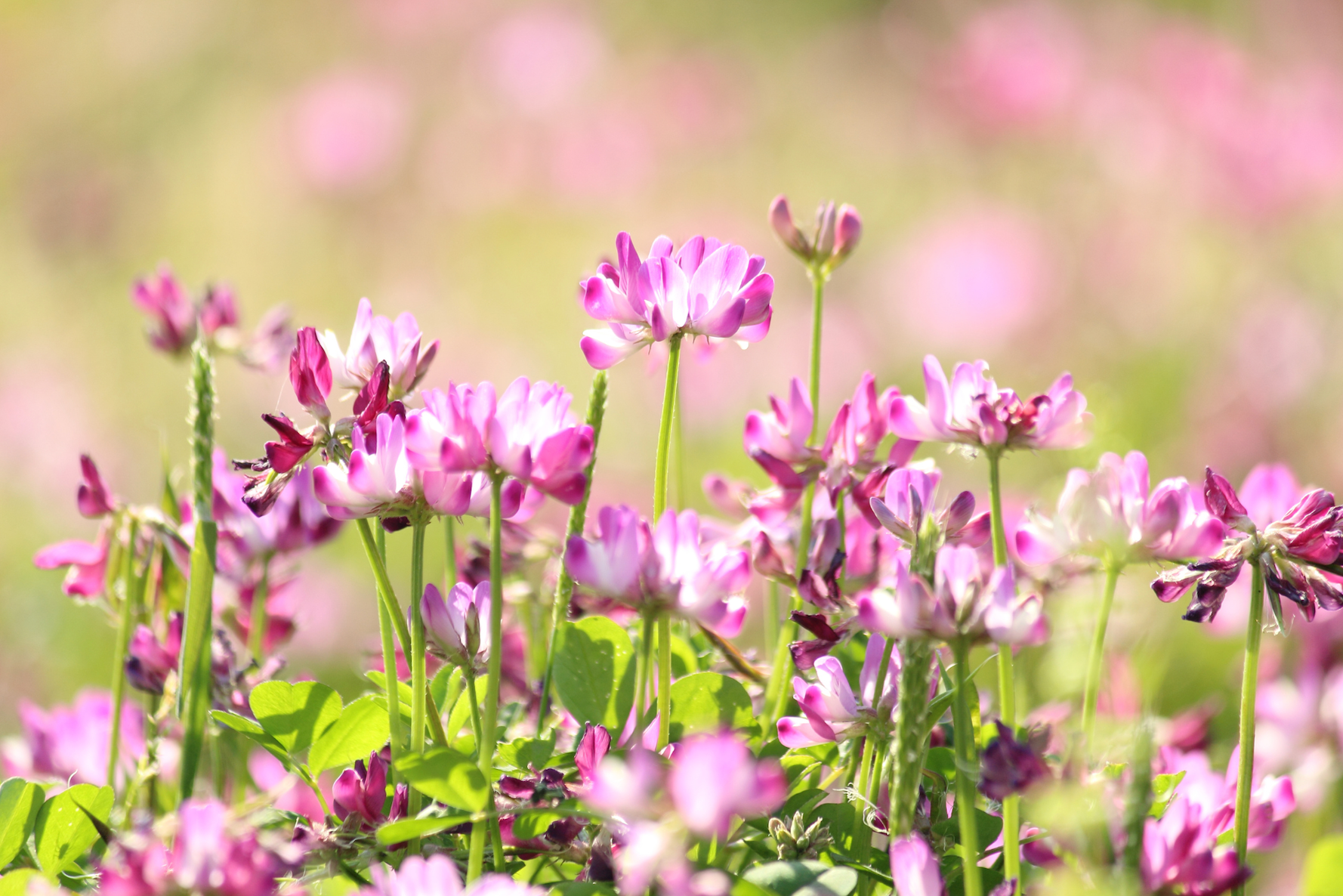 Ancient Chinese medicine has used this plant for centuries and still use it today.