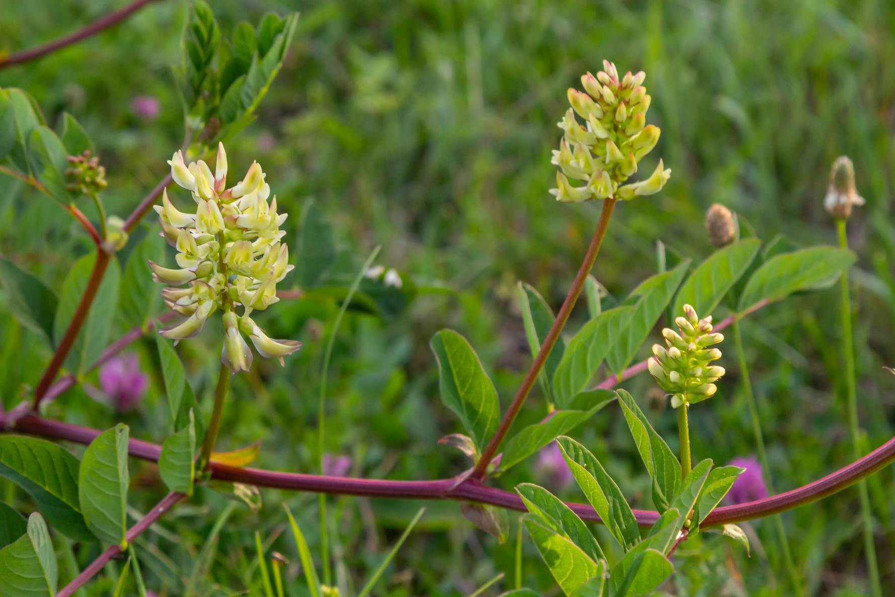 This plant has the abiliy to help with digestive health.