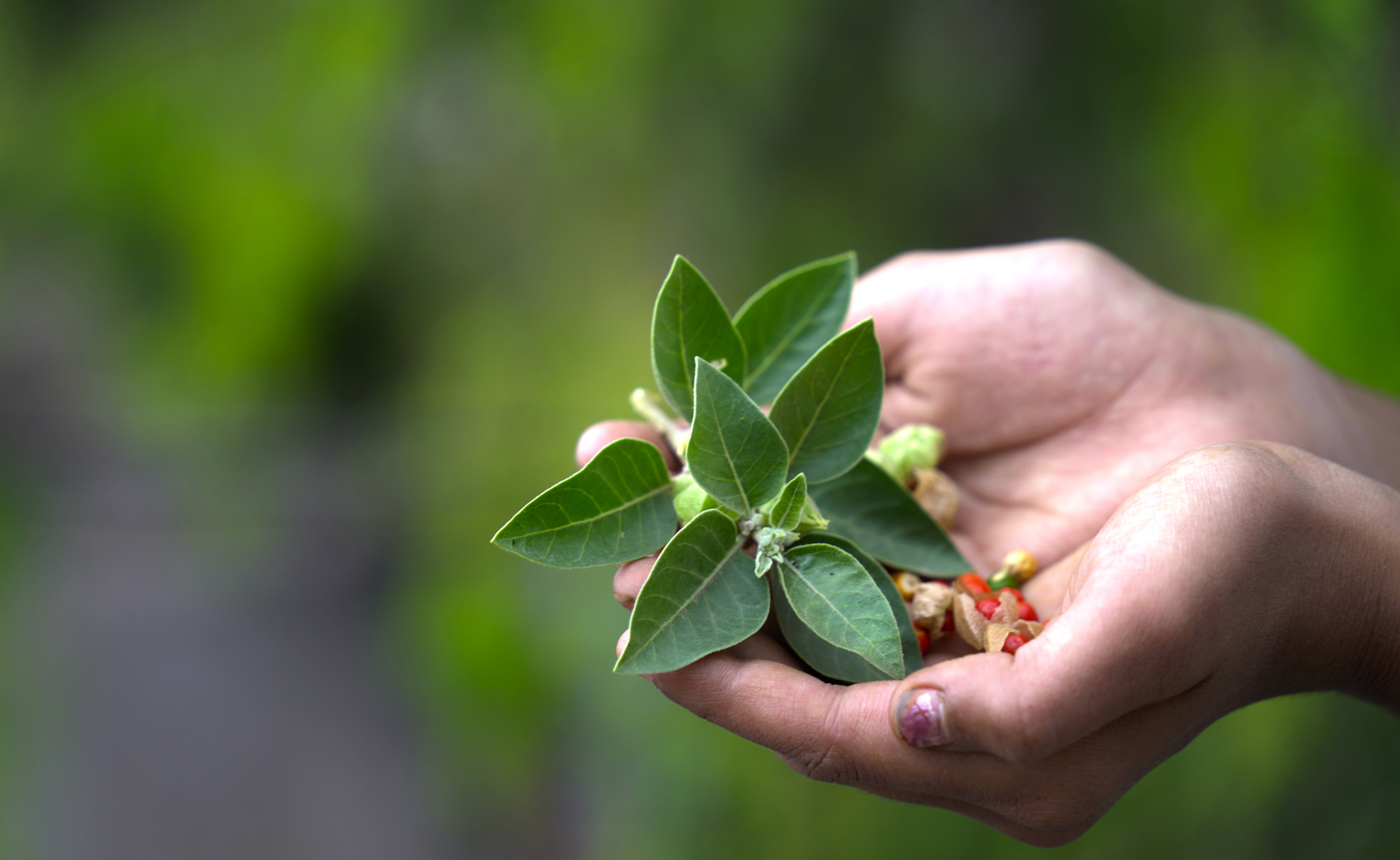 This effective plant is not only useful for anxiety, heart health and cognitive function but it is also supported by science. 