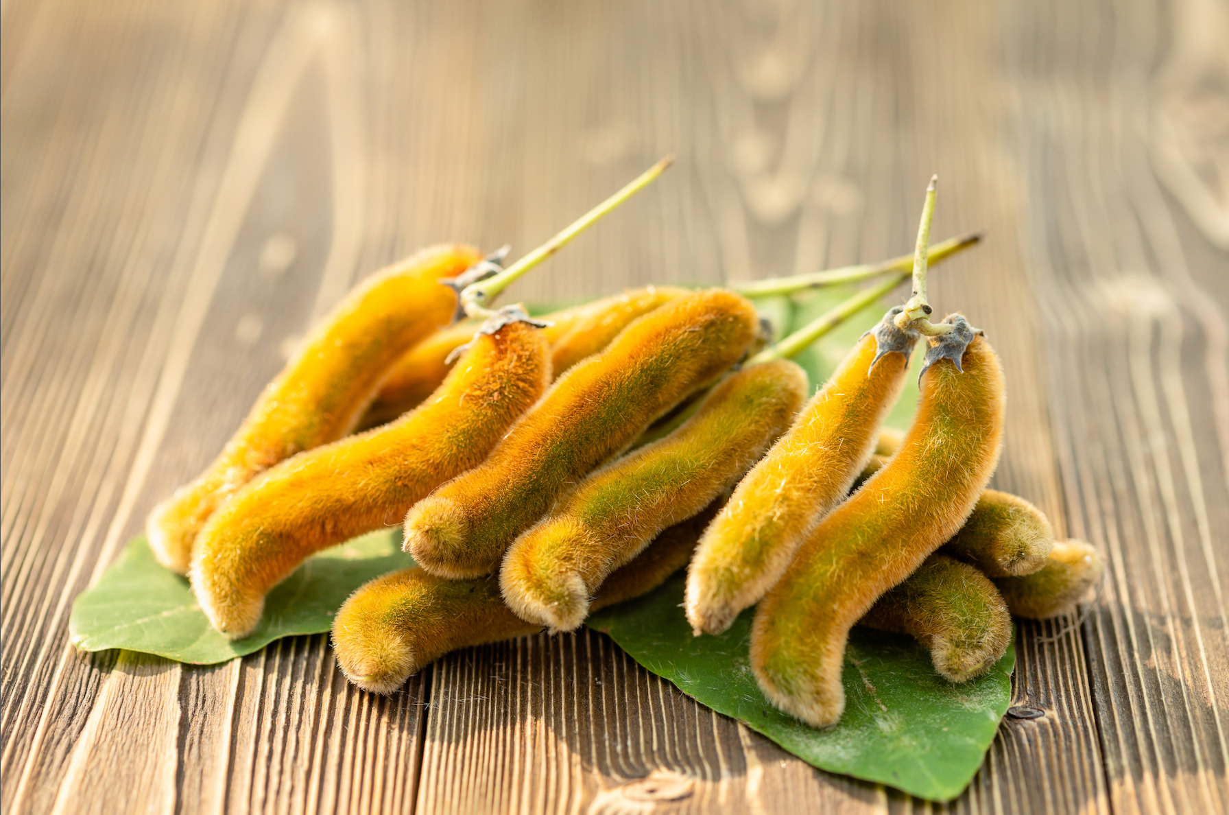 The Mucuna pruriens plant, also known as the velvet plant, is known in many countries for its numerous benefits.