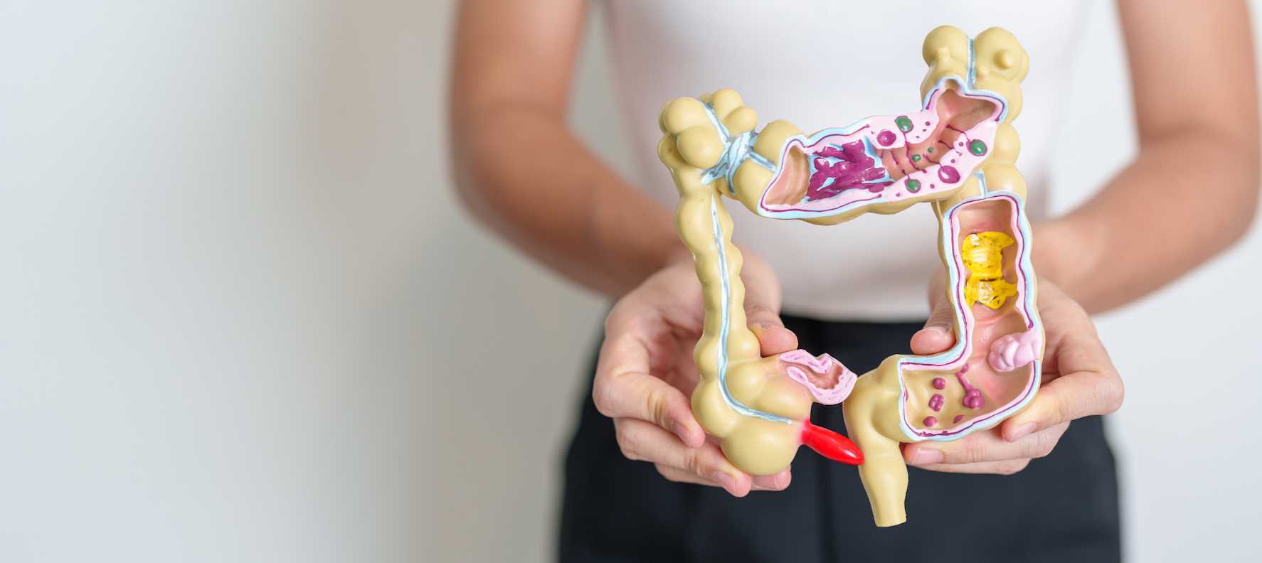 The colon is a vitally important organ in our body and we need to look after it. 