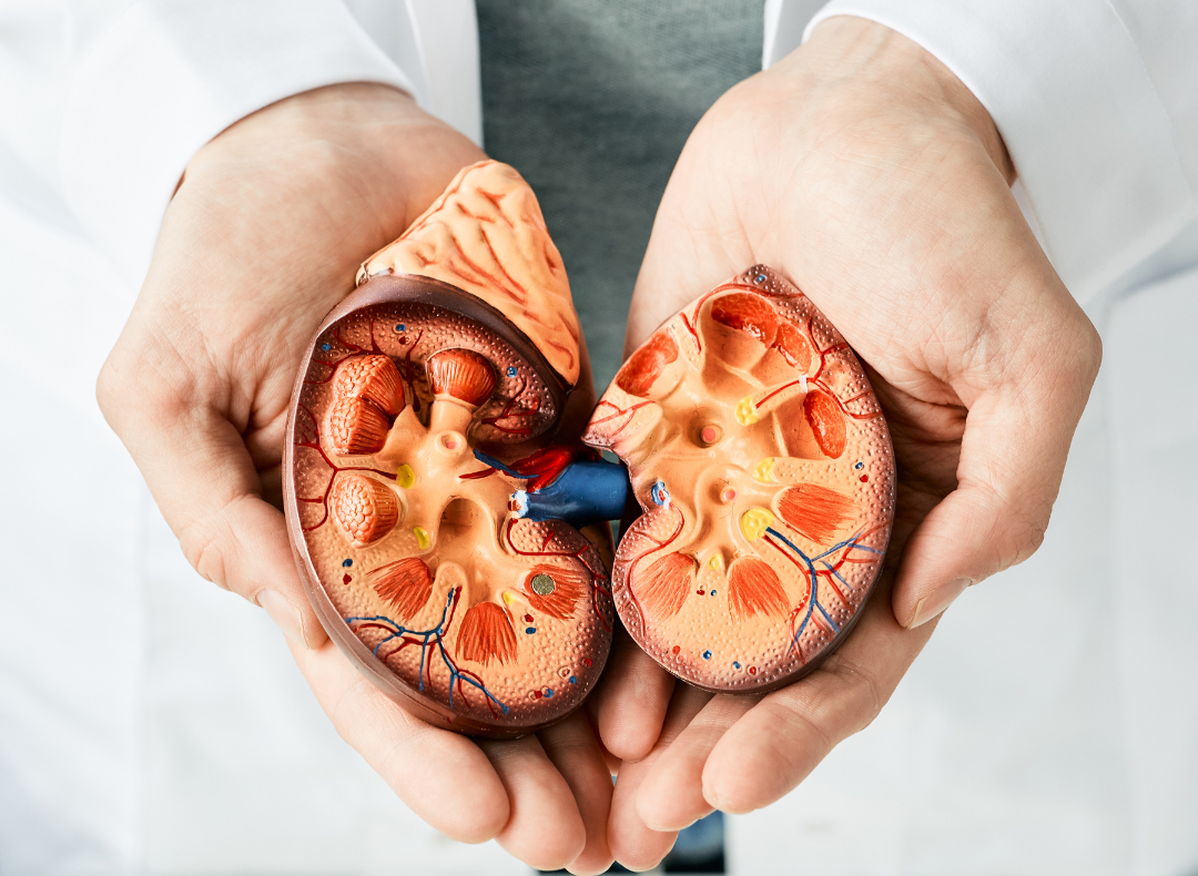 The kidneys are vital organs, without them, the human body would not be able to function optimally.